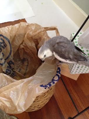 Nesting season sure is competitive this year. But I'll just show up my rivals with a demonstration of "Out of the Box Nesting."