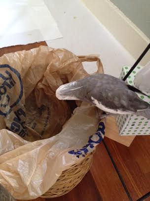 The ladybirds won't find any other bird who can give them a main nest and a second weekend nest too!