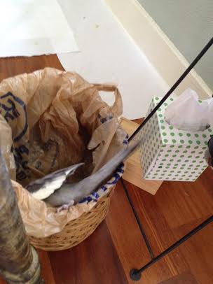 I'll just climb on in and give the ladybirds a tour.