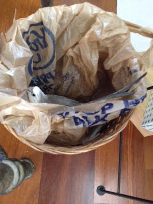 And prime nesting material is close at hand - ripe for the chewing.