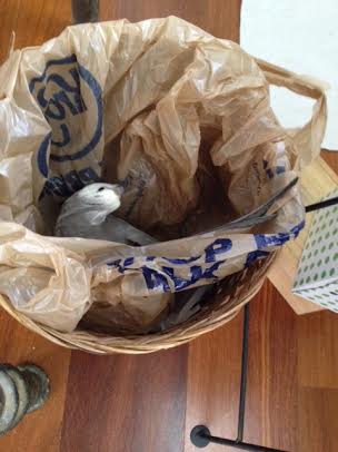 It is extremely roomy - a ladybird would have room to bring all her lady things in with her.