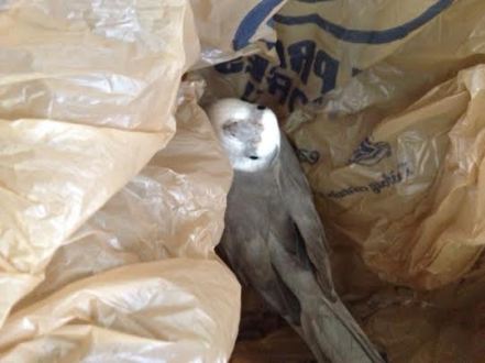 But best of all, my chosen ladybird would have the prettiest occupant to share her weekends with! 