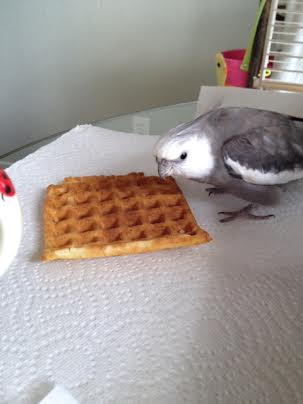 Whoa! When did this waffle get here? This is highly unusual.