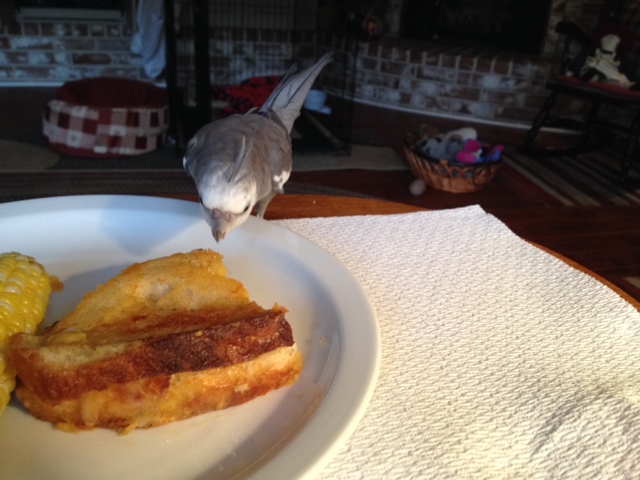 First I will circle the prey, making as much noise and mess as possible to immobilize it with fear.