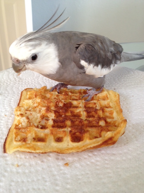 It looks like the classroom is already full....and they look hungry. 