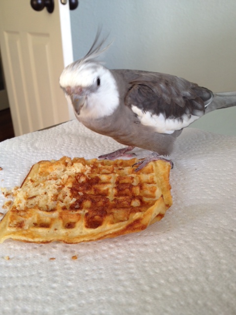 Now I will get in position to demonstrate my signature move, the "Beak Plant."