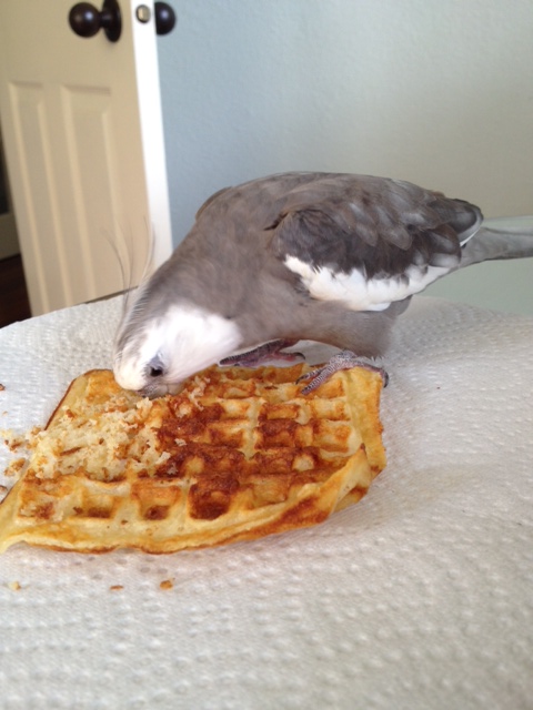 Next, dig it in deep (this is how you make sure it is really dead).