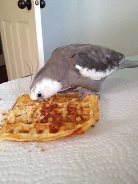 First, plunge your beak directly into the prey.