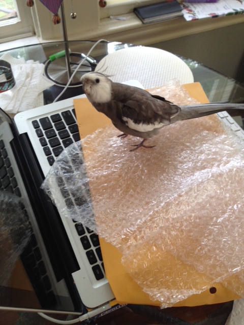 Boy, this sure does feel nice under my sharp talons!