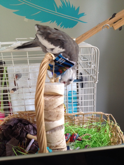 I will follow the standard protocol, then. First, show it who's boss.