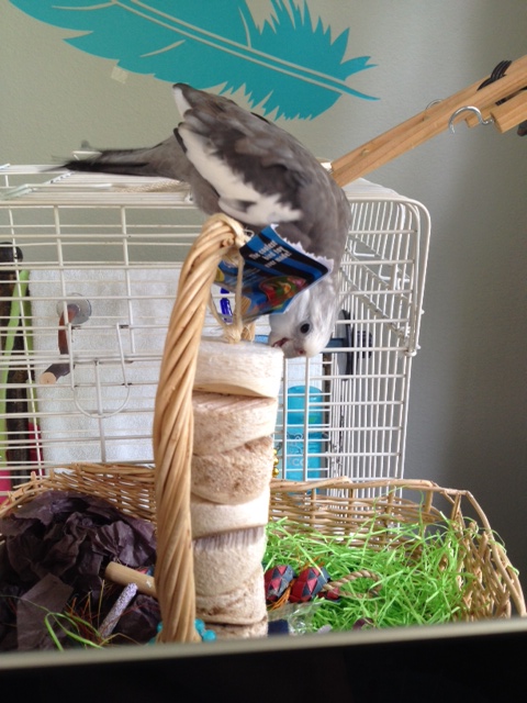 Next, pose with maximum "cuteness" to thank Grandma....thus ensuring the next generation of toys, gifts, and treats arrives uninterrupted.