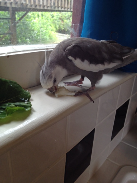 So don't even think about trying to escape.