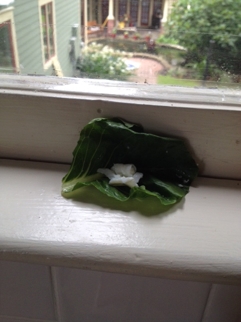 The stage setting is stark and minimal (the better to keep all eyes on the feathery star, of course).