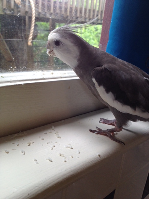 Wait a minute. Where did the egg go? Where did it go? It was just here!