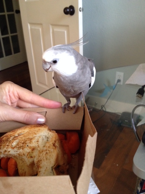 You'd better stand back, Mom - I'm about to liberate this grilled cheese from its attackers!