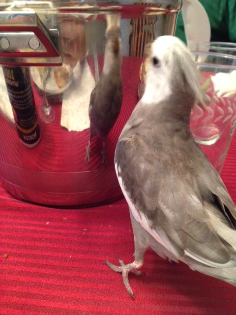 Yup. Now I'm sure of it. What a fetching guest!