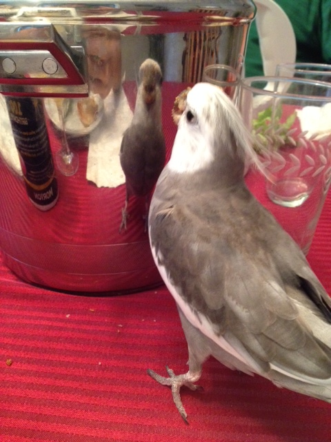 You're having fun at this party? Me too. Me? I'm the special party consultant to the small featherless being who keeps bringing out all the delicious dishes.