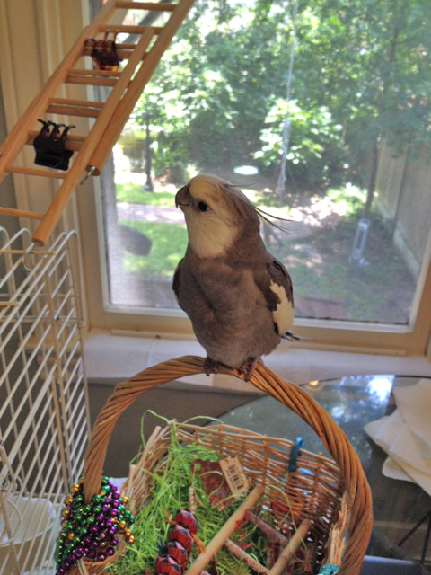 A rare shot of the custom intercom system here at Casa Feathers n' Beak.