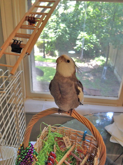 Aha! I am picking up a message I need to relay through the intercom system.