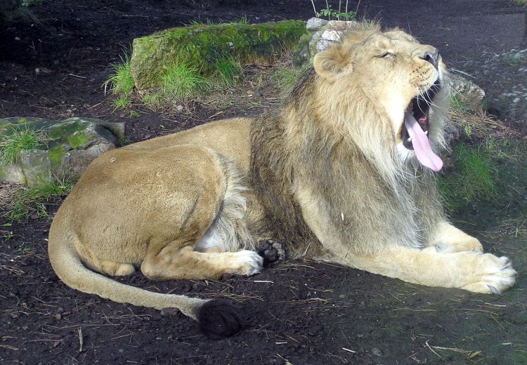 The so-called "king of the jungle" prepares for another restful nap.