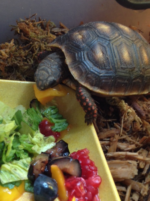 The featherless intruder enjoys a large chunk of fresh mango....cut and served by Mom.