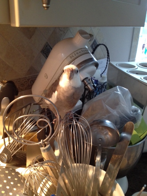 Hi, Mom. Waffles? Well, sure, the Small Tree can borrow part of my jungle to make some waffles!