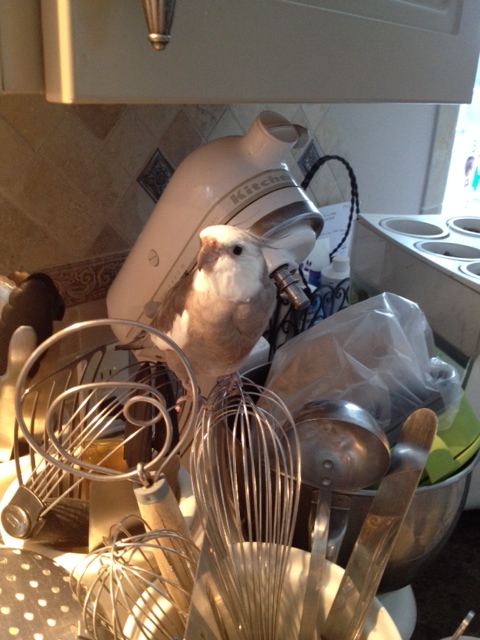 I will just stay up high and keep surveying.