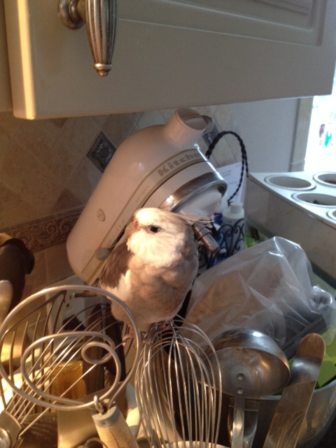 Will you look at that! The long brown furred member of our flock is about to take yet another restful nap.