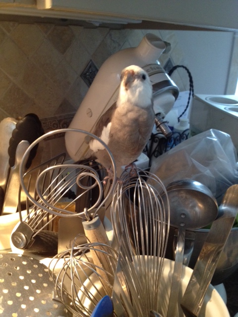 Here I am, high up in the jungle canopy. 