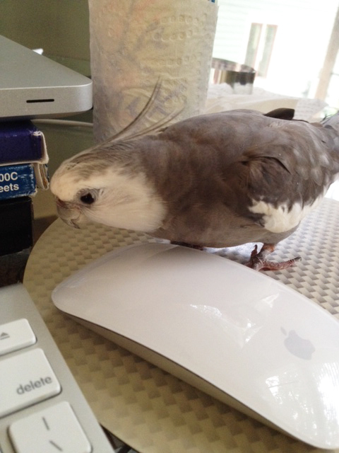 It would be obvious to anyone - Mom leaves it out right here every day so I can't miss seeing it.