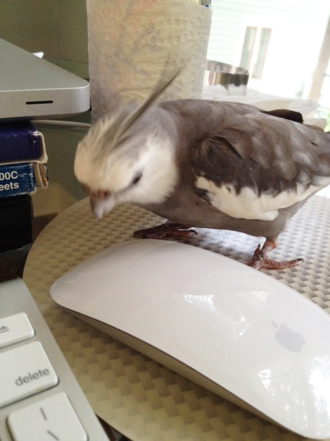 This is quite shiny. I like it.