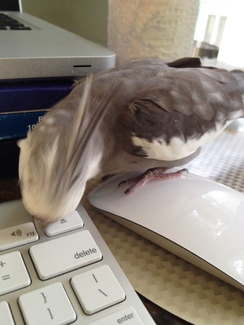 Sometimes the direct approach is best with Mom. I'll just stand on it to let her know she needs to bring home a new one for herself.