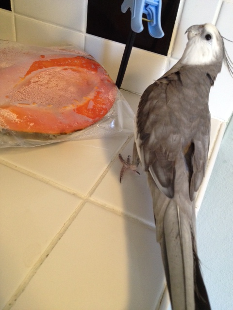 Thanks for your thoughtfulness, Mom - this plastic bag looks quite tasty indeed!