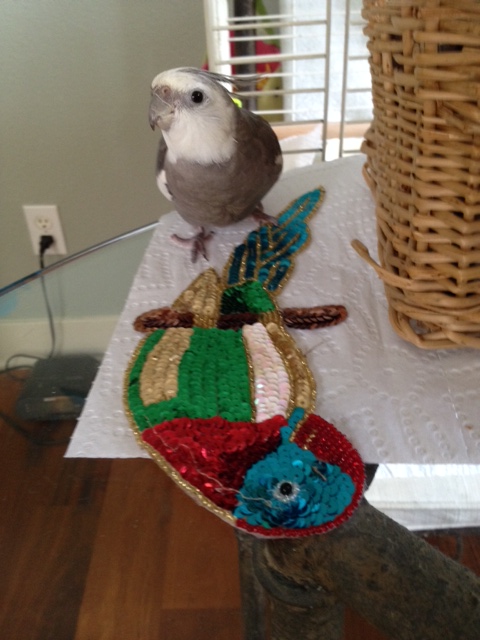 Mom? I didn't think it was even possible, but I do believe what we have here is a pretend.....PARROT.