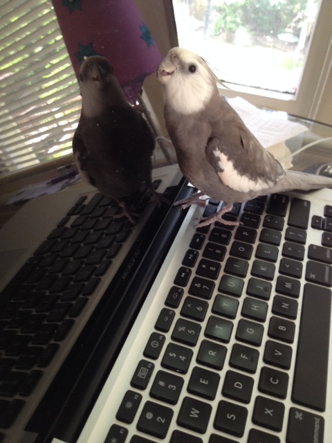 And now - saving the best for last - I'll offer "compliments!"