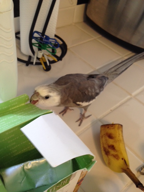 Okay, Mom, like I showed you - first, grip the cardboard firmly with your beak.