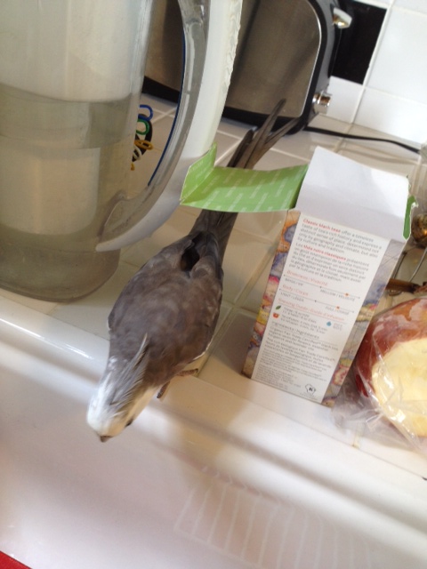 If the dry cardboard is too tough to shred, you can add water to soften it up.