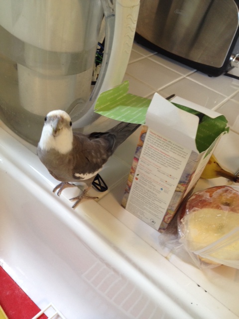 She'll definitely need my help - I'll just use "cuteness" to get her attention.