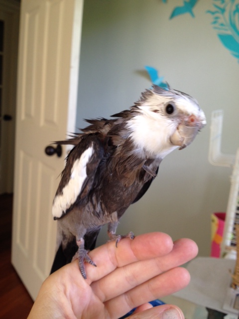 Here, notice how the crest and back feathers lift up and away from the neck line into a straight fierce and ferocious ridge.