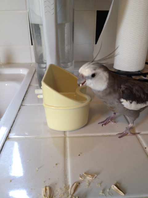 I'm in the mood to play "Ultimate Predator." But first I must select my opponent.