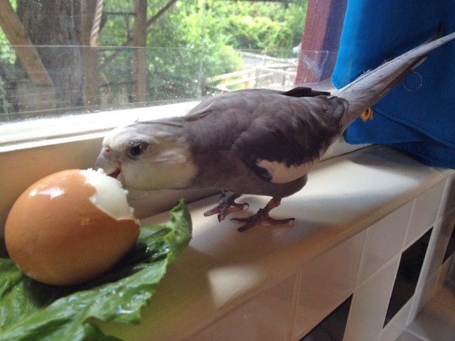 Now I will subject the dish to my toughest test, the "full beak immersion."