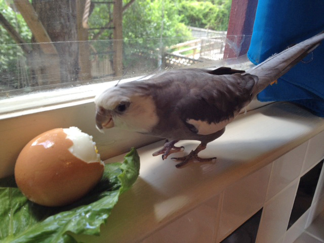 Now I will do a more thorough visual inspection of the dish - my fans will expect a full report.