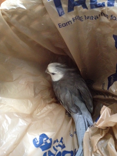 I don't even know what I was thinking trying to squeeze a ladybird in here with me.