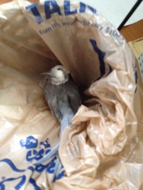  Would have totally destroyed the masculine "vibe" and decor in here to have fluffy, feathery ladybird stuff scattered all around.