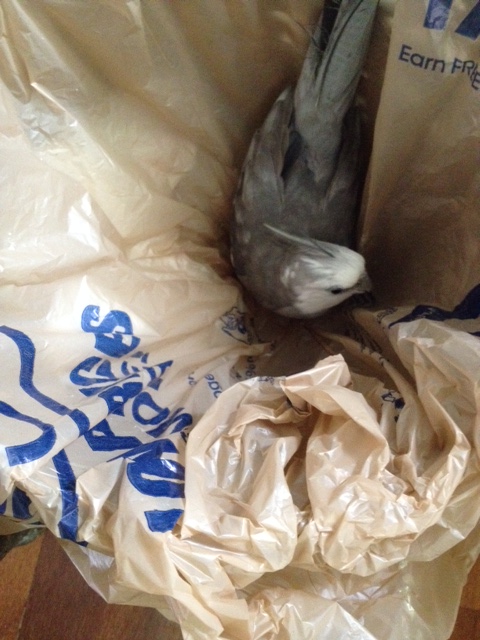 This is such a posh "second nest" - and just the right size for one occupant.