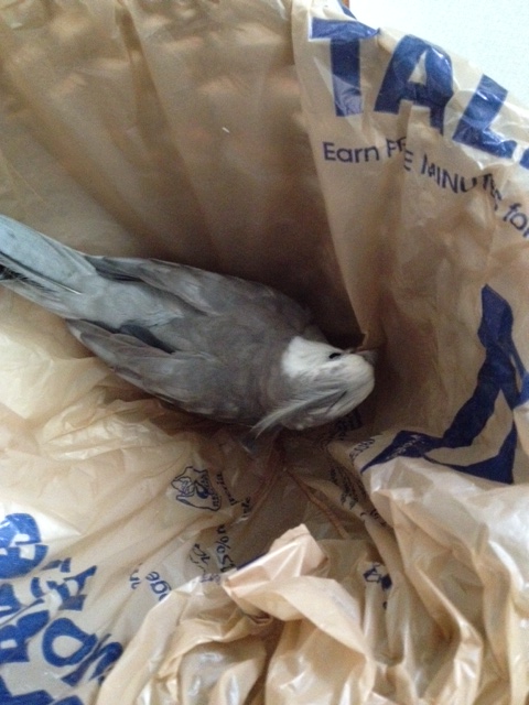 Now I can stretch out and fully enjoy my "man cave/nest" in peace.