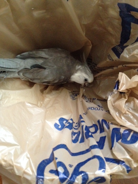 Yes, yes, yes - I think I will put my "man cave ladder" over in this corner.