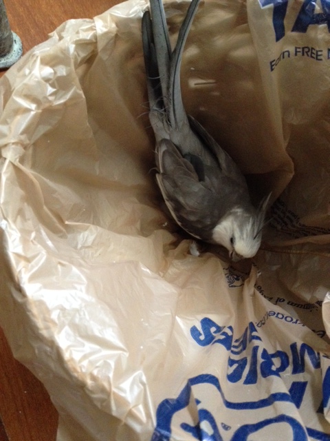 And my mirror (for admiring suave solo male bird good looks) over in this corner.