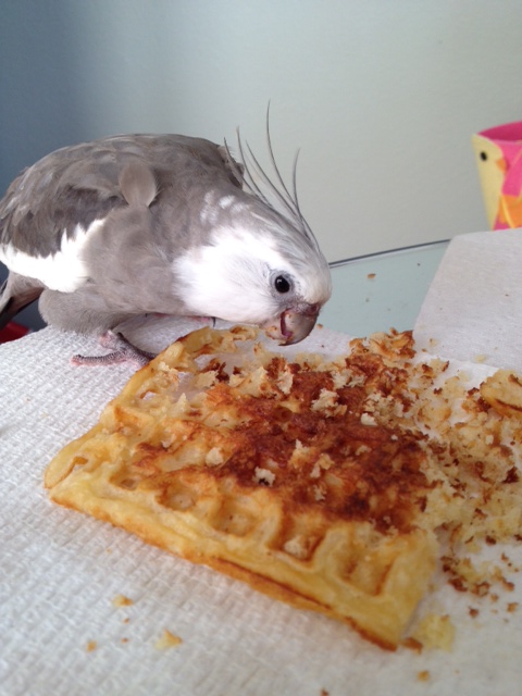 The unstoppable "Waffle Terminator" in the process of terminating his prey.