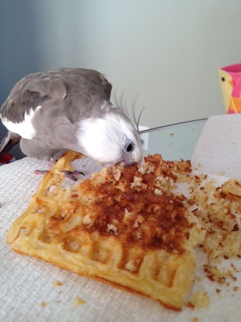 When he is finished, there will be no trace of the species once known as "the waffle."